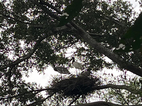 Wild Llanos Tours and Safaris-Yopal必去景点