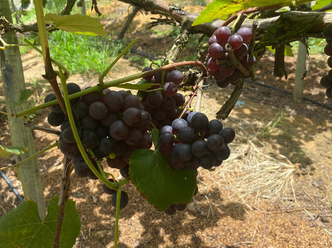 Vinicola Ziviani-Santa Teresa必去景点