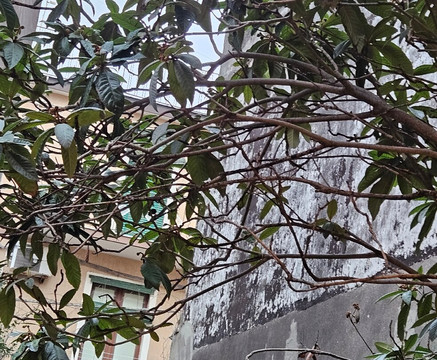 Museo Casa Del Nespolo-Acitrezza必去景点