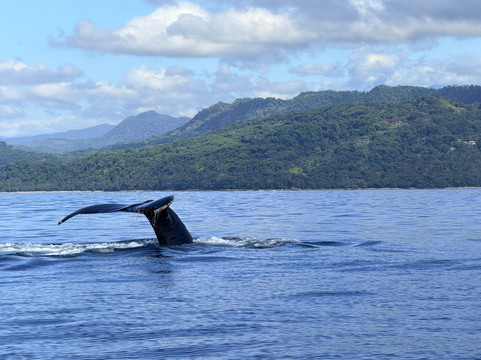 Dolphin Tours-乌维塔必去景点