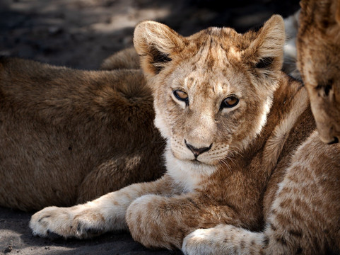 Rhythms of Nature-内罗毕必去景点
