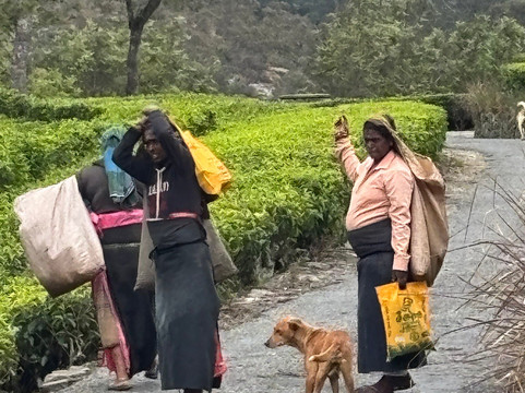 Raju-Tours-Sri Lanka-克拉必去景点