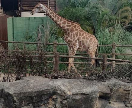 Animália Park-Cotia必去景点