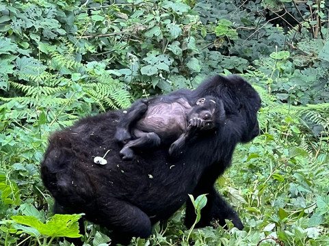 Magical Gorilla Adventures-坎帕拉必去景点