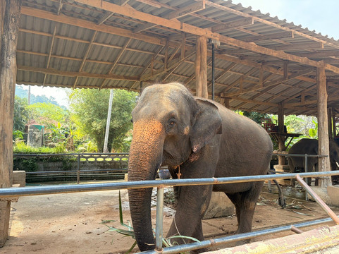 Ban Chang Thai - Elephant Camp-象岛必去景点