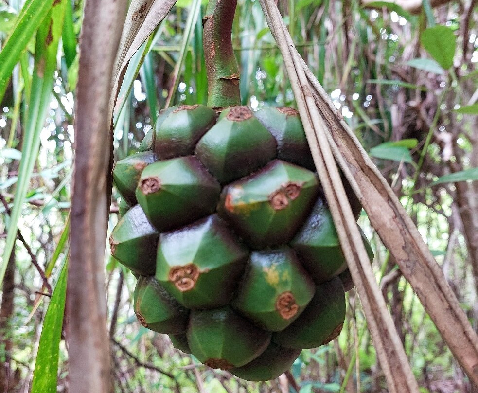 Grande Montagne Nature Reserve-罗德里格斯岛必去景点