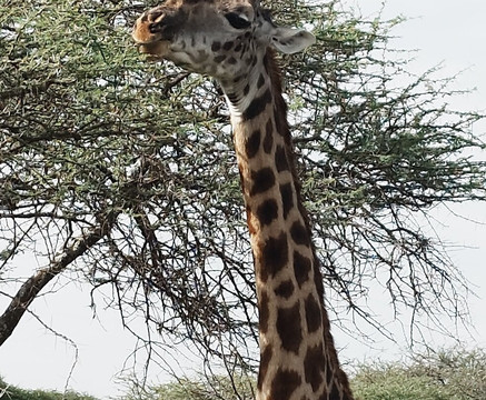 The Tanzanite Experience-阿鲁沙必去景点