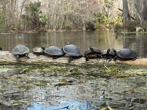 Silver Springs State Park-Silver Springs必去景点
