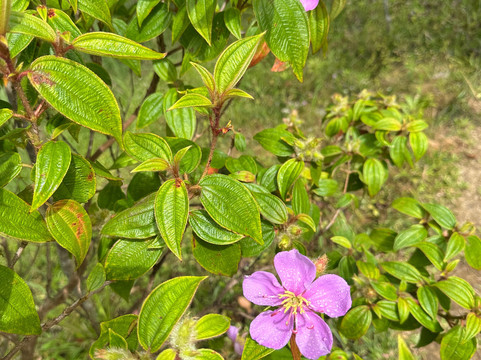 Masungi Georeserve-Rizal Province必去景点