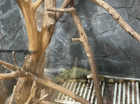 Zoo Ramnicu Valcea-勒姆尼库沃尔恰必去景点