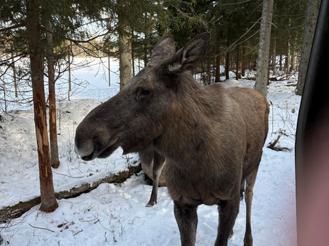 Virum Algpark-Vimmerby必去景点