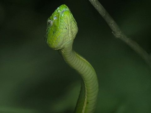 Monteverde Nature Tracks-蒙特沃德必去景点