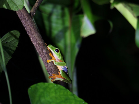 Jungle Night Walk-卡维塔必去景点