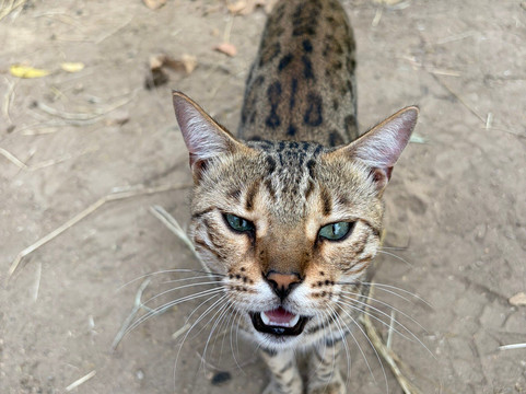 The Monkey Farm-Playa Ocotal必去景点