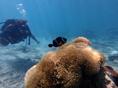 Scuba World Diving Mauritius-马喜埔必去景点