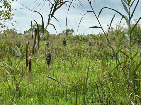 Can Tho Touring with Susan-芹苴必去景点
