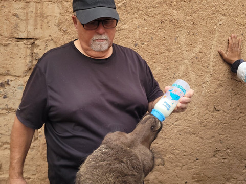 Camp Sahara at Dar Al Fannana 'The Artists house'-迈哈米德必去景点