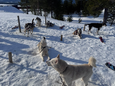 Adventure Dreams Husky Dogsledding-Idre必去景点