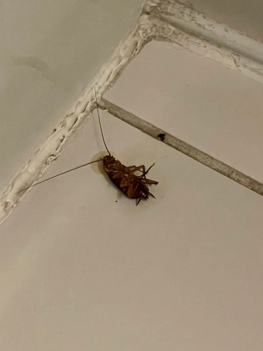 阿比林万枫酒店及套房-官方