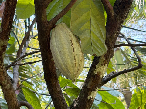 National Spice Garden of Sri Lanka-Matale必去景点