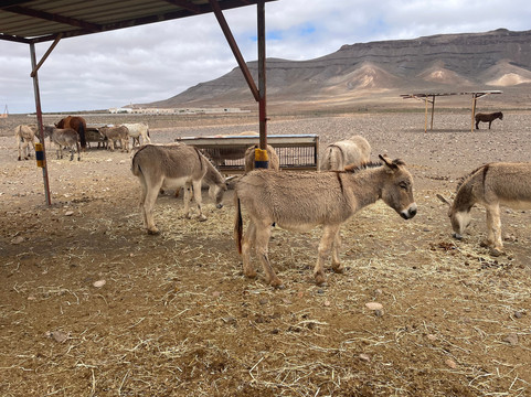 The Animal Academy-Antigua必去景点