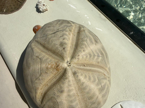 True Blue Charters | Spanish Wells Bahamas Guide-Spanish Wells必去景点