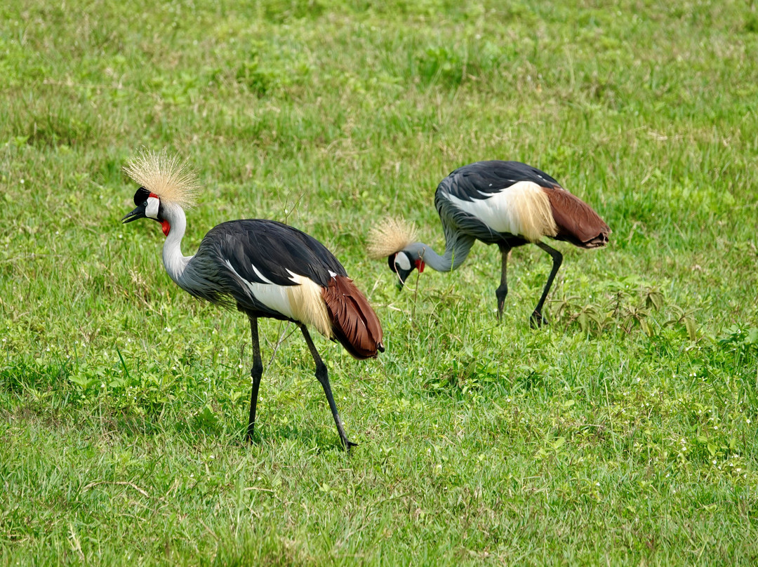 Thomson Safaris-塞伦盖蒂国家公园必去景点