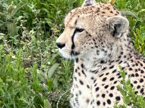 Lion King Adventures-阿鲁沙必去景点