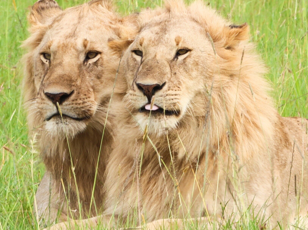 Africa Safari Trips-内罗毕必去景点