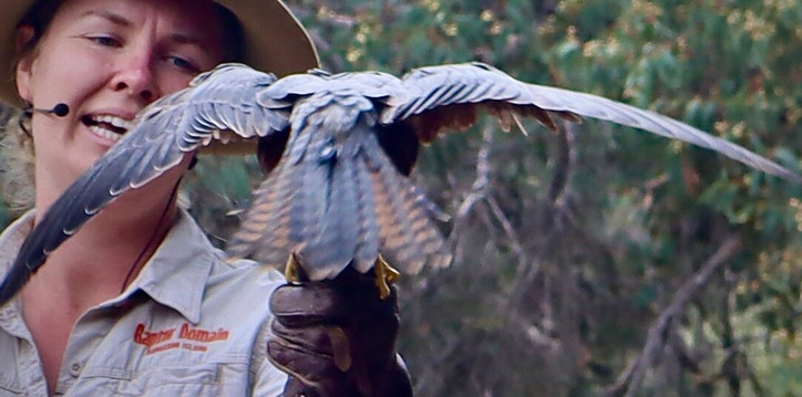 Raptor Domain-Seal Bay必去景点