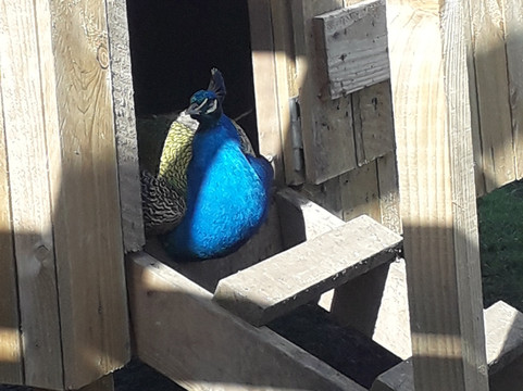 Hall Hill Farm-达勒姆必去景点