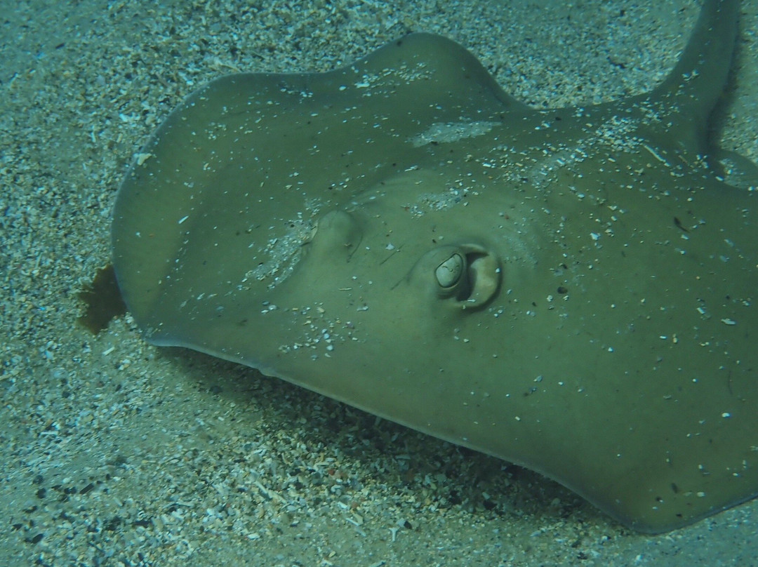 Dive Centre Bondi-邦迪必去景点