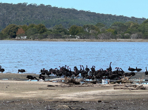 Lake Curalo Boardwalk-伊登港必去景点