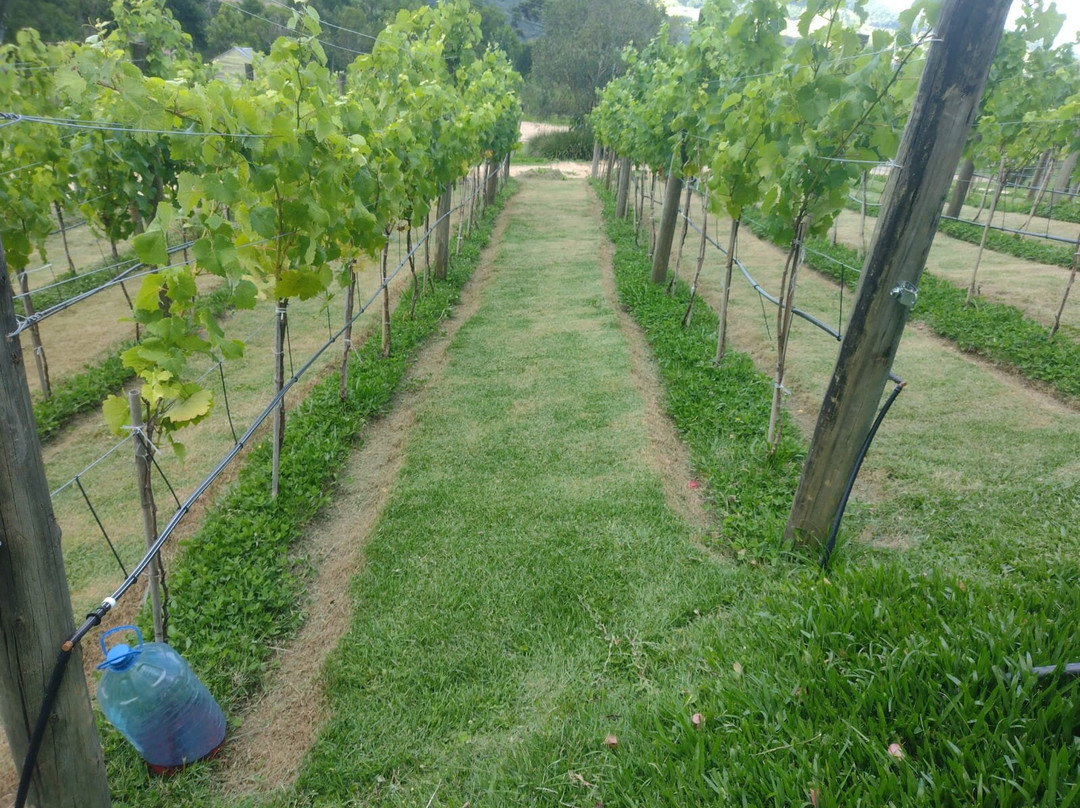 Goyah Vinhos E Vinhedos-Rancho Queimado必去景点