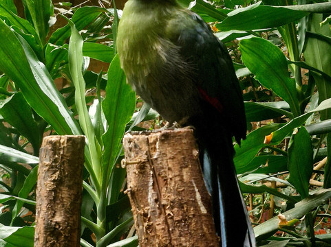 Tropiquaria Zoo-Washford必去景点