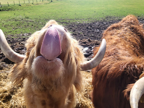 Loch Ness Hub & Travel-德拉姆纳德罗希特必去景点