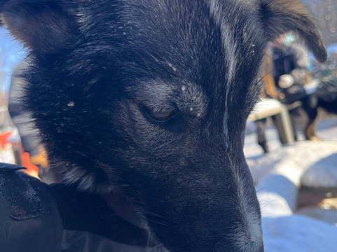 Snowhook Adventure Guides of Alaska-Willow必去景点