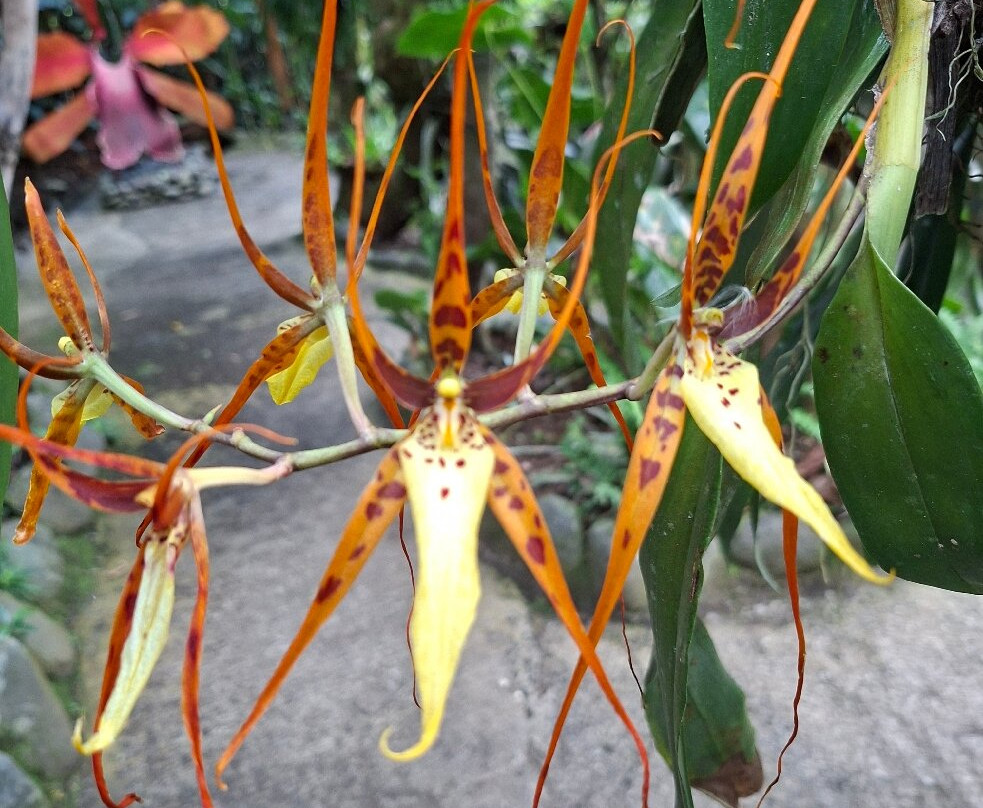 Monteverde Orchid Garden-圣埃伦娜必去景点