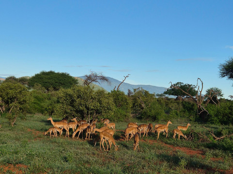 Safari po naszemu-内罗毕必去景点