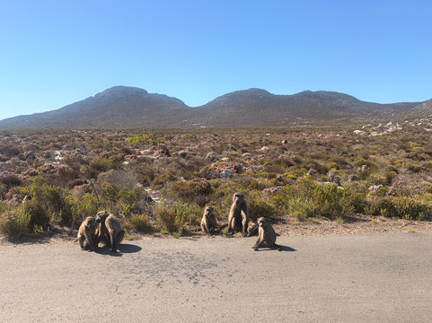 Jarat Tours-Cape Peninsula National Park必去景点