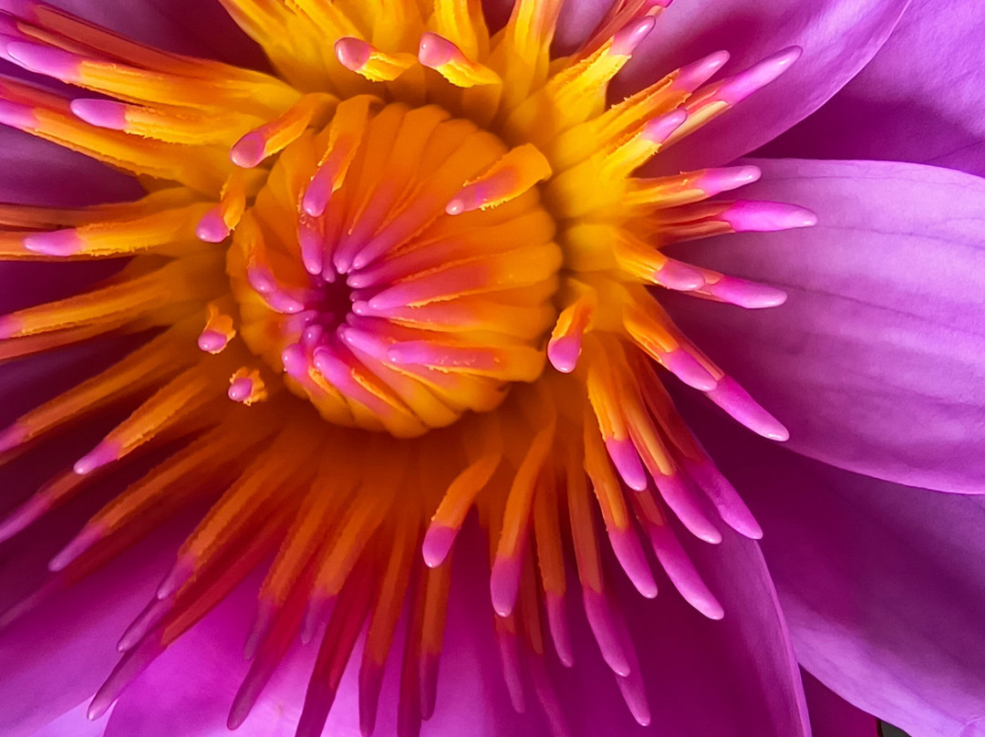 Max Tours / Max Walker Tours-Kandy District必去景点