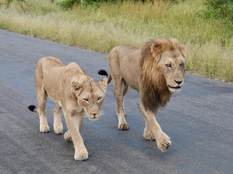 African Safari Group-开普敦必去景点