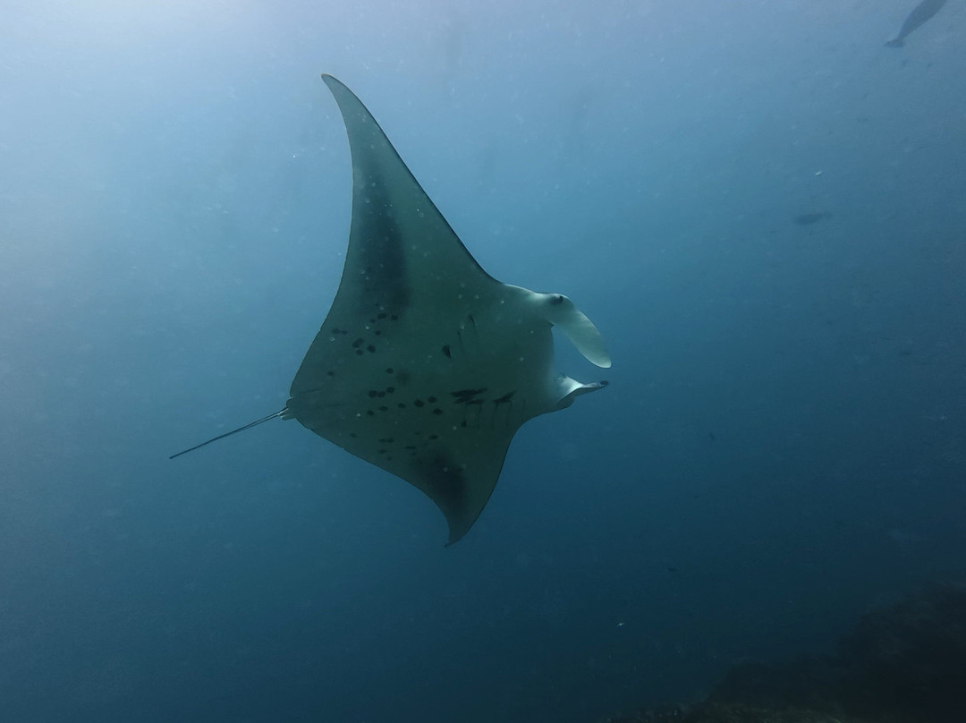 Diving Bluetribe Moofushi-南阿里环礁必去景点