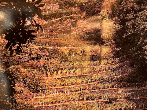 Cantina Aldo Rainoldi-Chiuro必去景点