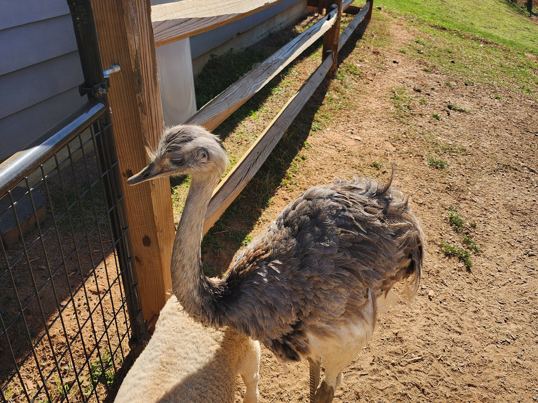 Cress Creeks Farm And Corn Maze-Ellijay必去景点