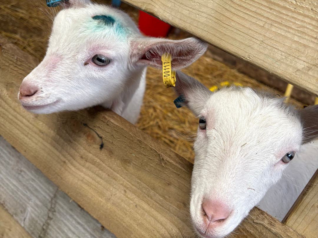 Ash End House Children's Farm-塔姆沃思必去景点