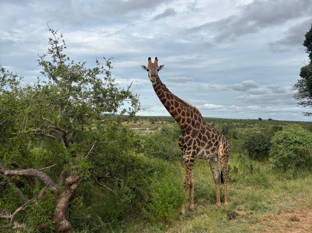 Honey Badger Safaris Kruger Tours-玛洛斯帕克必去景点