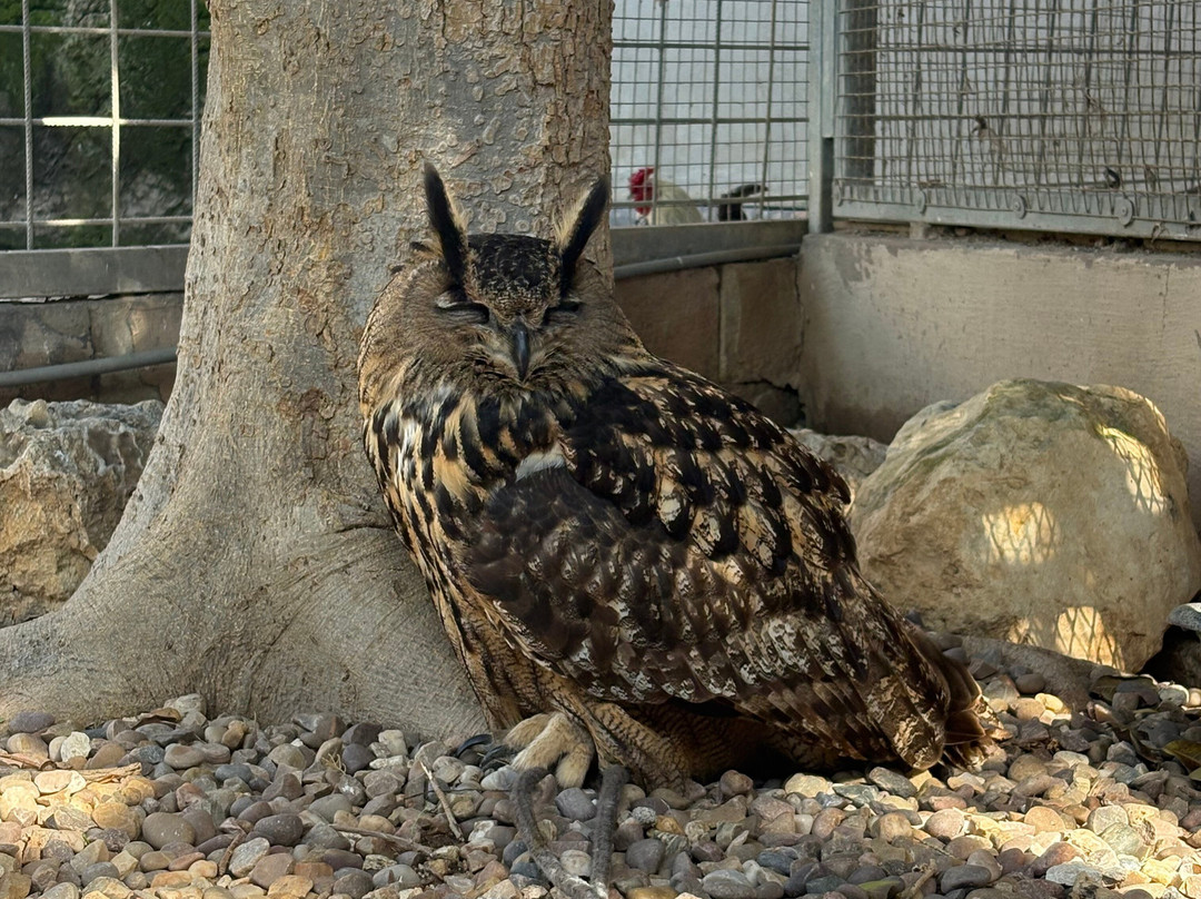 Birdpark Malta-Salina必去景点