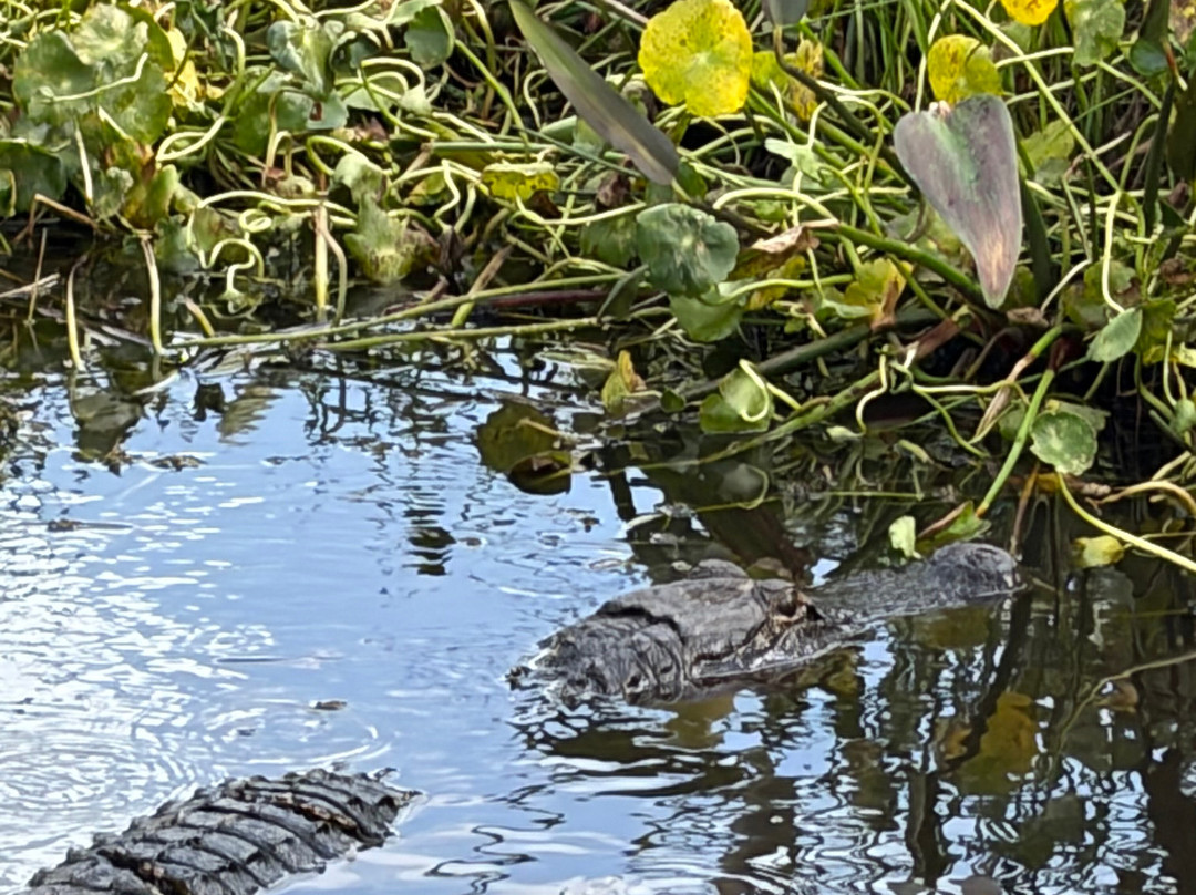 Master Gator Airboat Tours of Palm Beach County-西棕榈滩必去景点