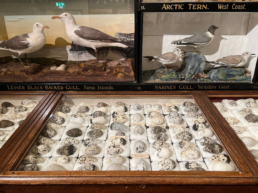 米德尔斯堡旅游景点-Dorman Museum